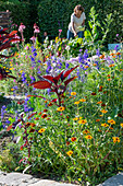 Buschzinnie (Zinnia angustifolia), Fuchsschwanz, Feldrittersporn (Delphinium Consolida) im Blumenbeet