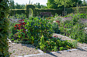 Yellow oakleaf lettuce, chard 'Bright Lights', datura (Datura stramonium), garden melilot (Atriplex hortensis) in the vegetable patch