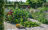 Vegetable patch and flower bed with garden melilot (Atriplex hortensis), lettuce, datura (Datura stramonium) and milk thistle (Silybum marianum) in between