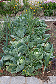Spitzkohl (Brassica) und Lauch im Gemüsebeet