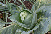 Spitzkohl (Brassica) im Gemüsbeet