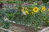 Sonnenblumen im Gemüsebeet (Helianthus Annuus)