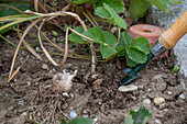 Knoblauch (Allium Sativum) im Gemüsebeet, Gute Nachbarn Knoblauch und Erdbeeren