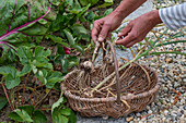 Knoblauch (Allium Sativum) ernten aus dem Beet im Weidenkorb