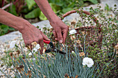 Ausschneiden von Nelkensamen (Dianthus) für längere Blütezeit im Blumenbeet