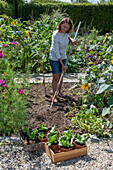 Soil preparation for second planting of iceberg lettuce in July, woman with rake in vegetable patch, young plants in pots