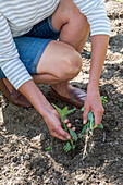 Soil preparation for second planting in July, woman weeding vegetable patch