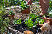 Iceberg lettuce, planting young plants in pots in the garden, 2nd planting in July