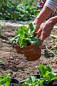 Iceberg lettuce, planting young plants in pots into the bed, 2nd planting in July