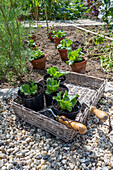 Planting iceberg lettuce in the bed, 2nd planting in July, young plants in pots