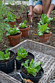 Planting iceberg lettuce in the bed, 2nd planting in July, young plants in pots