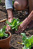 Planting iceberg lettuce in the garden, 2nd planting in July