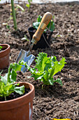 Planting iceberg lettuce in the bed, 2nd planting in July