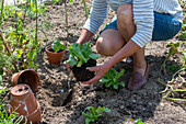 Planting iceberg lettuce, 2nd planting in July