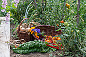 Gemüseernte von Tomaten, Küchenzwiebeln, Mangold am Gemüsebeet und Blumenstrauß im Weidenkorb
