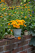Harvesting marigold seeds (calendula) on a plate and marigolds as a bouquet in a zinc bucket in front of a flower bed