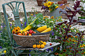 Gemüseernte in Korb auf Stuhl, gelbe und rote Tomaten, Zucchini, Mangold und Zinnien (Zinnia)
