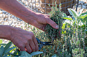 Rückschnitt von Thymian (Thymus) im Kräuterbeet
