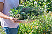 Basket with cut herbs for drying tea, sage (Salvia) and thyme (Thymus)
