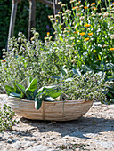 Basket with cut herbs for drying tea, sage (Salvia) and thyme (Thymus)