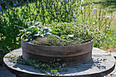 Herbs drying on a sieve, sage (Salvia) and thyme (Thymus)