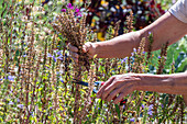 Frau bei Samenernte von Schopfsalbei (Salvia viridis), Samen  abschneiden