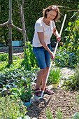 Woman working on a garden bed, succession planting in August with strawberry 'Korona' and hardy garden garlic (Allium sativum)