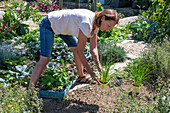 Follow-up planting in August with strawberry 'Korona' and hardy garden garlic (Allium sativum)