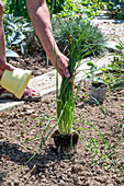 Folgepflanzung im August mit Erdbeere 'Korona' und winterhartem Garten-Knoblauch (Allium sativum)