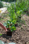 Follow-up planting in August with strawberry 'Korona' and hardy garden garlic (Allium sativum)