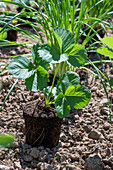 Follow-up planting in August with strawberry 'Korona' and hardy garden garlic (Allium sativum)