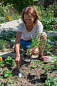 Follow-up planting in August with strawberry 'Korona' and hardy garden garlic (Allium sativum), woman planting