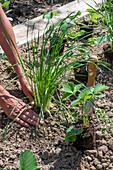 Follow-up planting in August with strawberry 'Korona' and hardy garden garlic (Allium sativum)