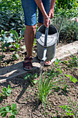 Follow-up planting in August with strawberry 'Korona' and hardy garden garlic (Allium sativum), woman watering