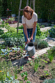 Follow-up planting in August with strawberry 'Korona' and hardy garden garlic (Allium sativum), woman watering