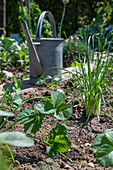 Follow-up planting in August with strawberry 'Korona' and hardy garden garlic (Allium sativum)