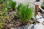 Schnittlauch (Allium schoenoprasum) im Spätsommer als Beeteinfassung pflanzen