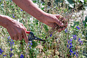 Harvesting seeds from annual field delphinium (Delphinium Consolida) in the flower bed