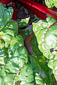 Braune Wegschnecke frisst Löcher in Mangoldblätter (Beta vulgaris)