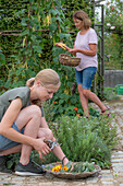 Zwei Frauen bei Ernte von Gemüse, Kletterbohnen (Phaseolus) vor Gemüsebeet und Blumen im Weidenkorb