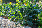 Palm kale 'Nero di Toscana' in the vegetable patch