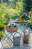 Gemüseernte von Paprika, Tomaten, Zucchini, Mangold in Körben und auf Gartentisch und Zinkgießkanne