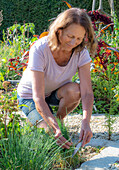 Harvesting chives (Allium Schoenoprasum) in late summer, bed edging