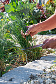 Ernte von Schnittlauch (Allium Schoenoprasum) im Spätsommer, als Beeteinfassung