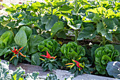 Red and yellow chili peppers (Capsicum) in the salad garden bed in front of lettuce heads and sunflowers