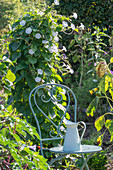 Funnel bindweed 'Milky Way' (Ipomoea) in the flower bed