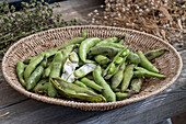 Broad bean, fava bean (Vicia Faba) after harvest in basket