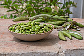 Broad bean, fava bean (Vicia Faba) after harvesting, palen