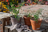 Dill (Anethum graveolens) in pots on the terrace