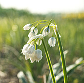 Blühender Wunderlauch (Allium paradoxum var. normal)